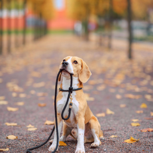 Leashes and Harnesses
