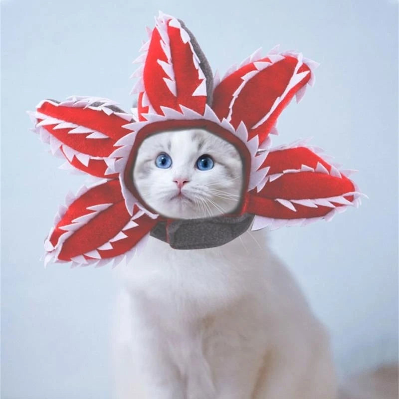 Pet Hat