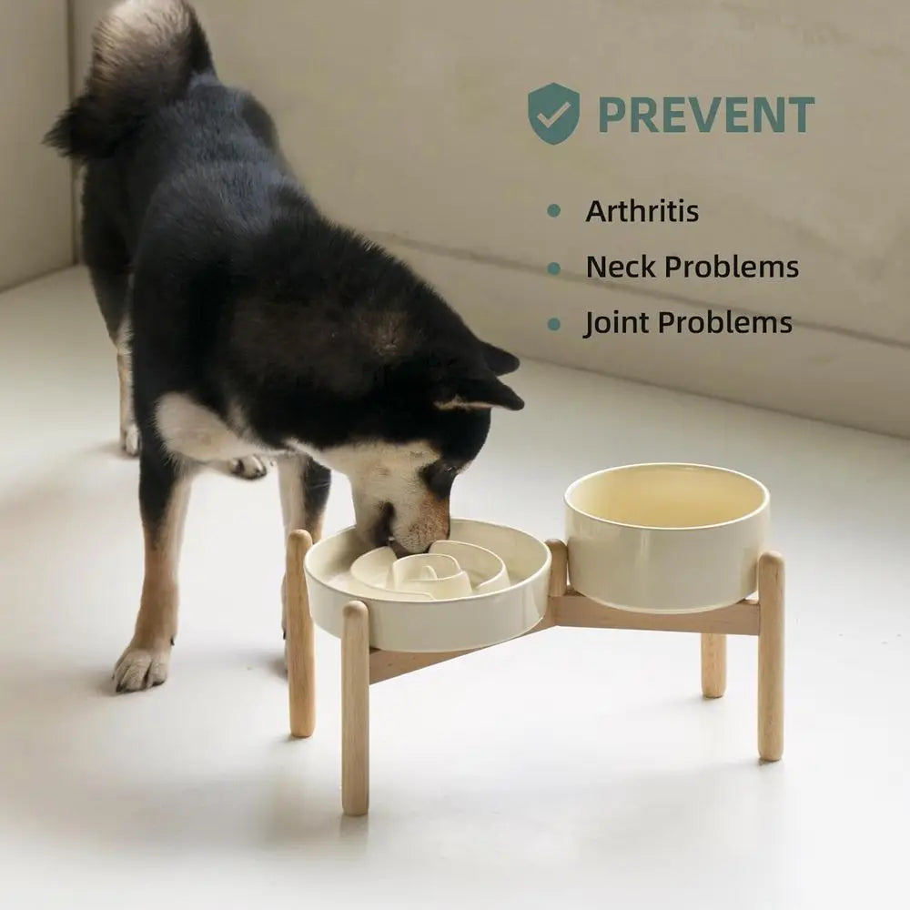 Raised Slow Feeder Dog Bowl Set