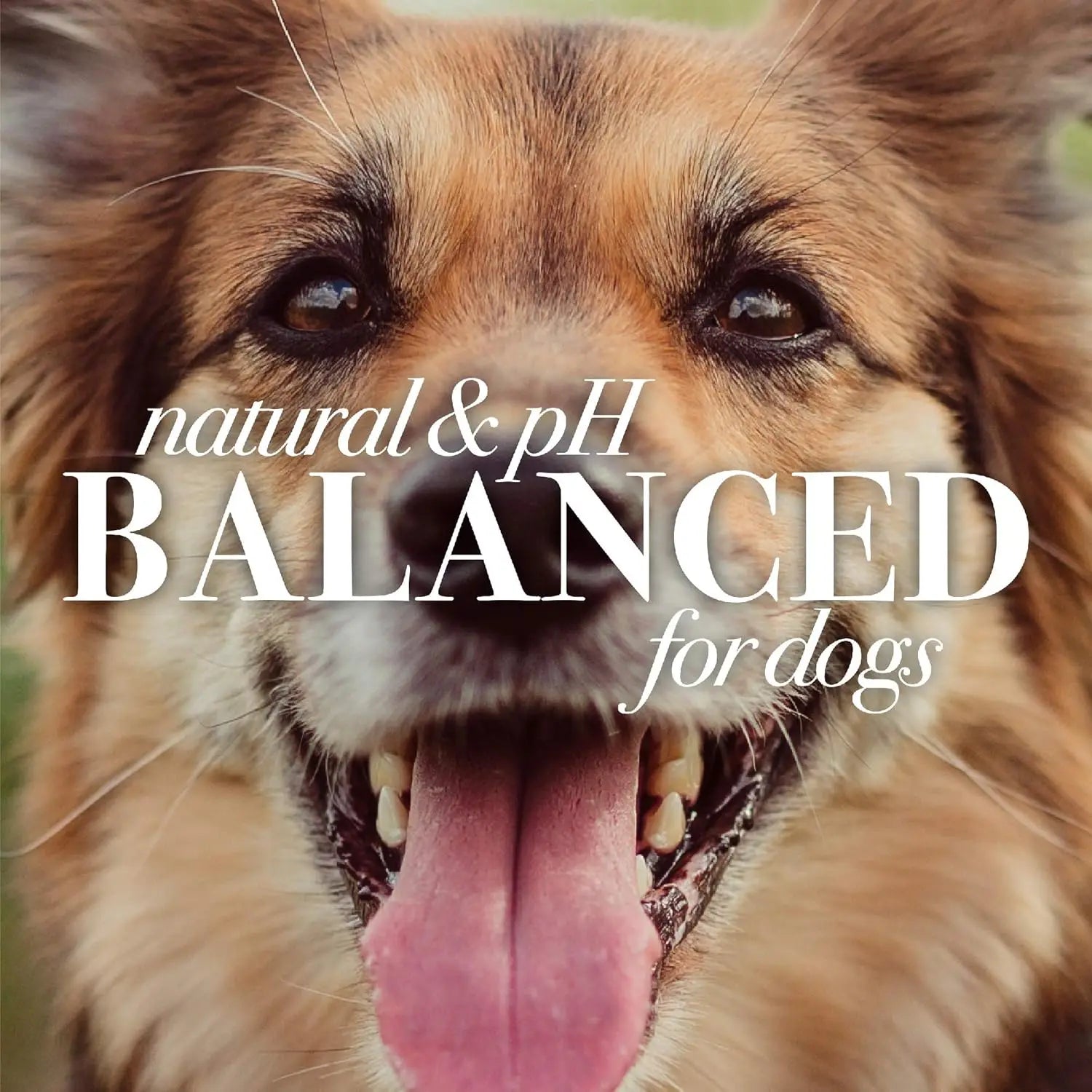 Dog Paw & Nose Lotion