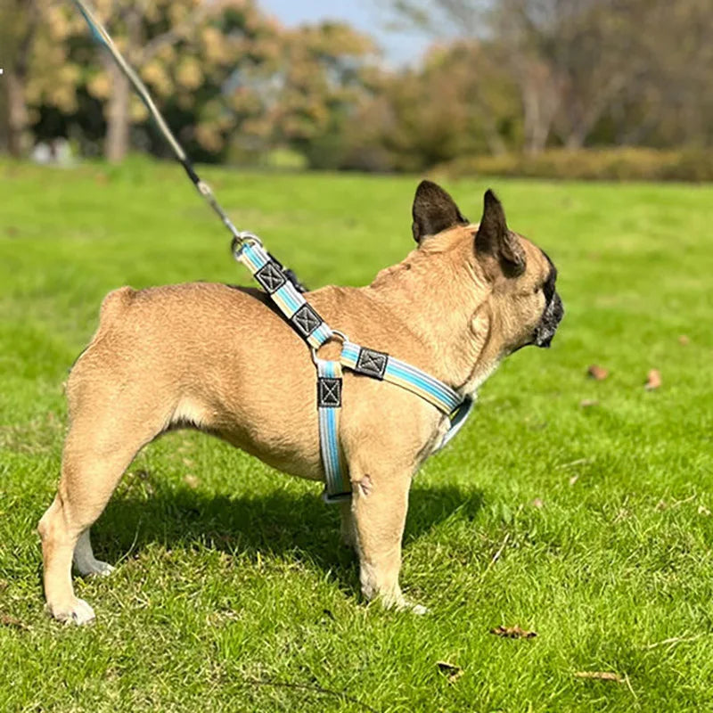 Long Dog Training Leash
